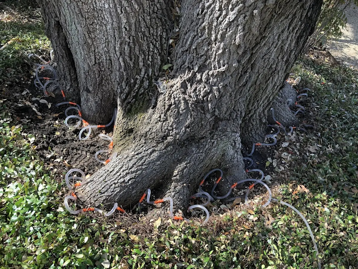 Detailed Tree Cabling and Bracing job site in Beedeville