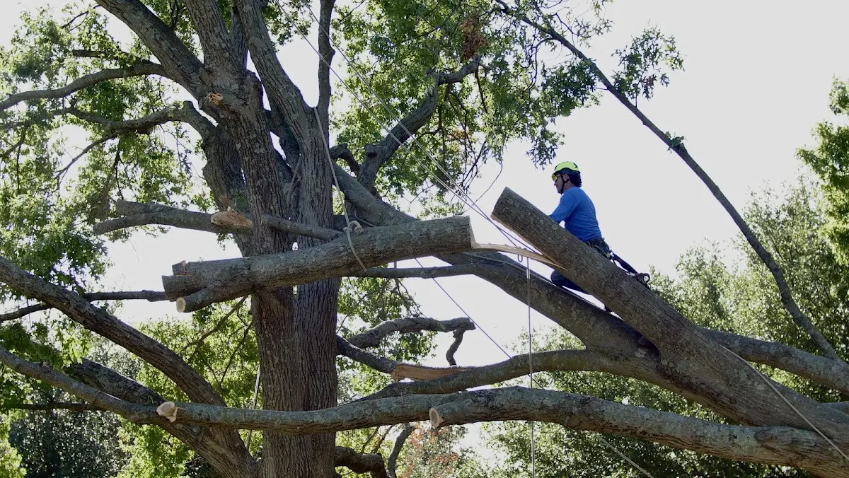 Professional Crown Thinning performed by certified arborists in Beedeville